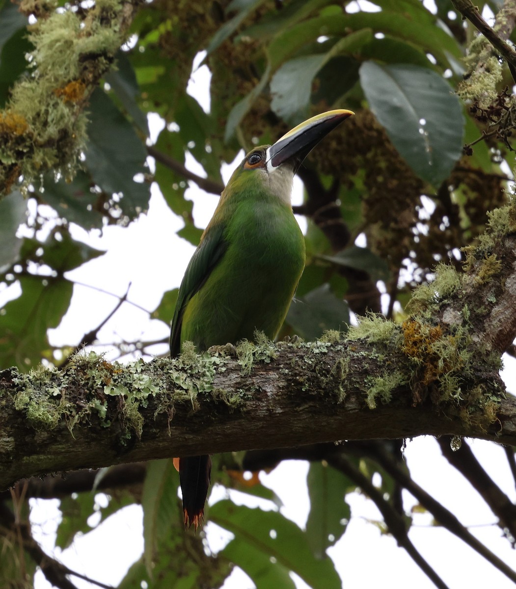 Tucanete Gorjiblanco - ML645709277