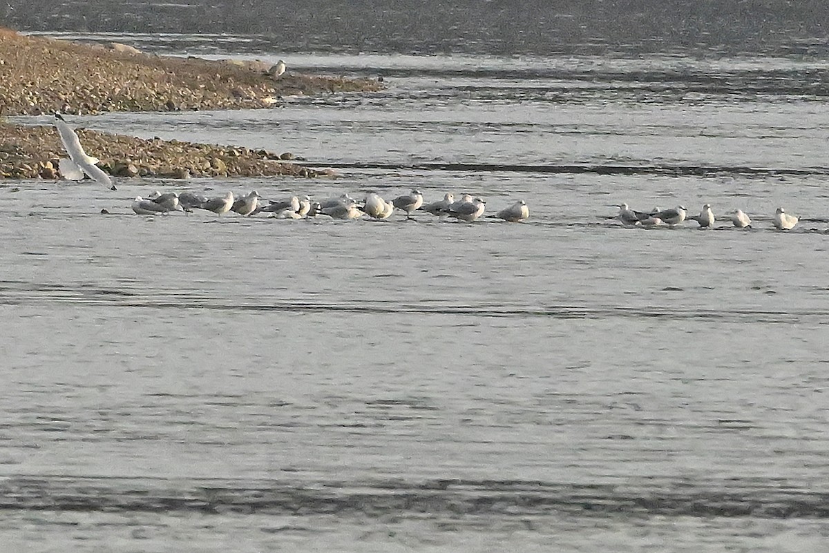 Gaviota de Delaware - ML645709278