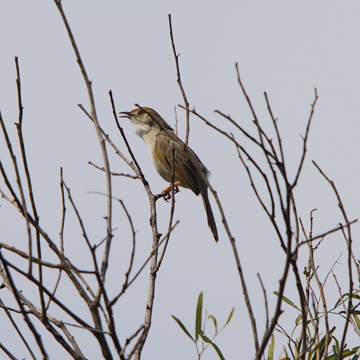 Curruca Azulada - ML645709280