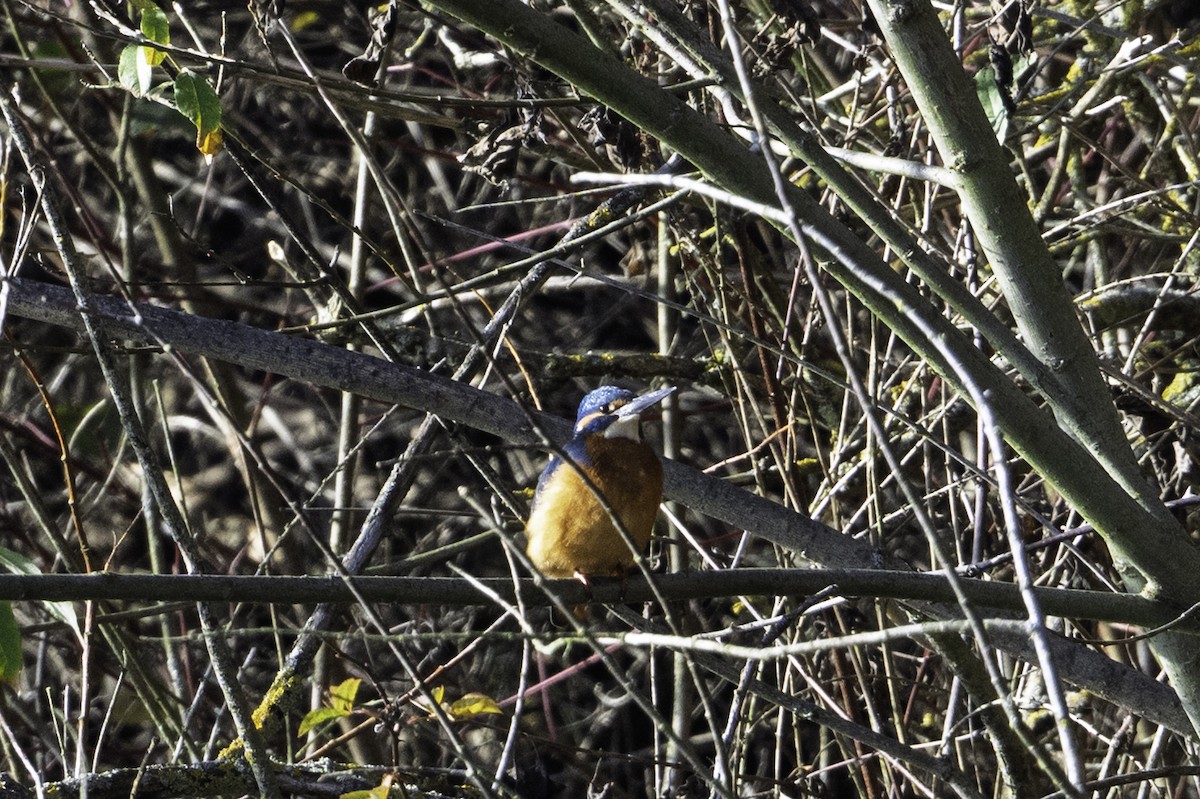 Martín Pescador Común - ML645709281