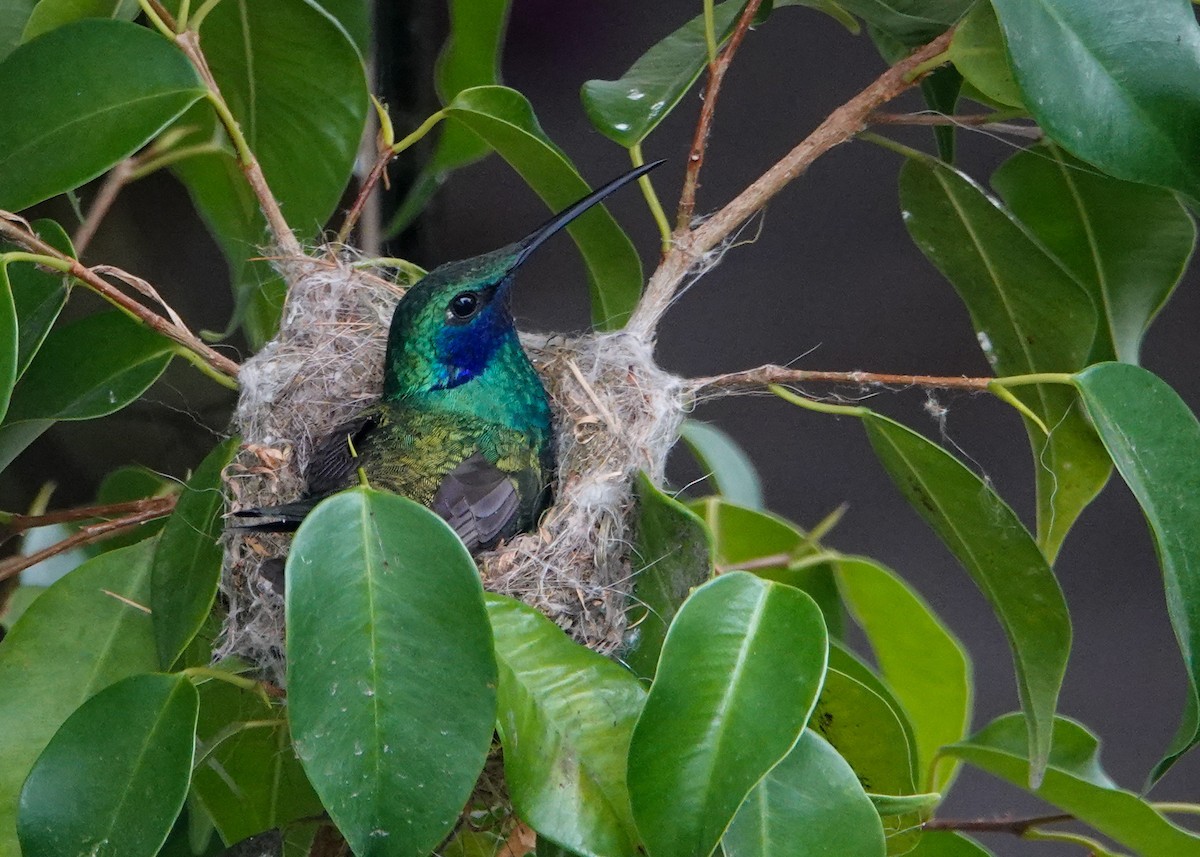 Colibrí Rutilante - ML645709282