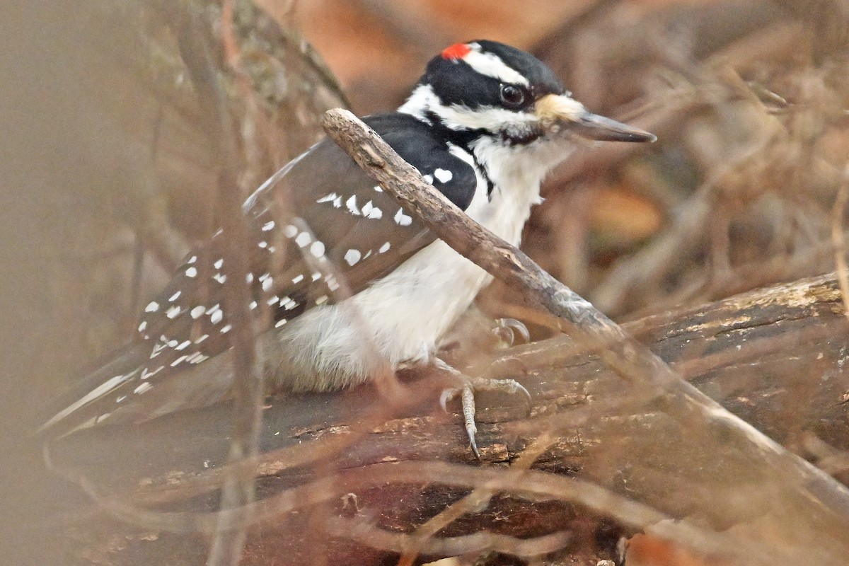 Pico Velloso - ML645709283