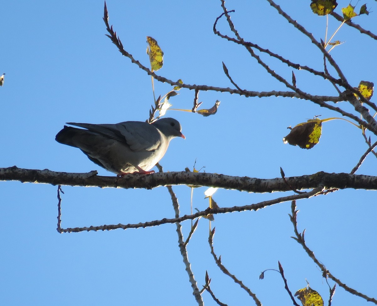 Paloma Zurita - ML645709285