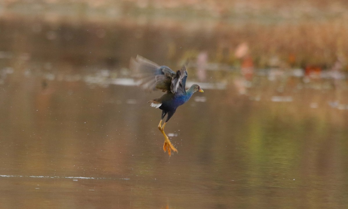 Purple Gallinule - ML645709293