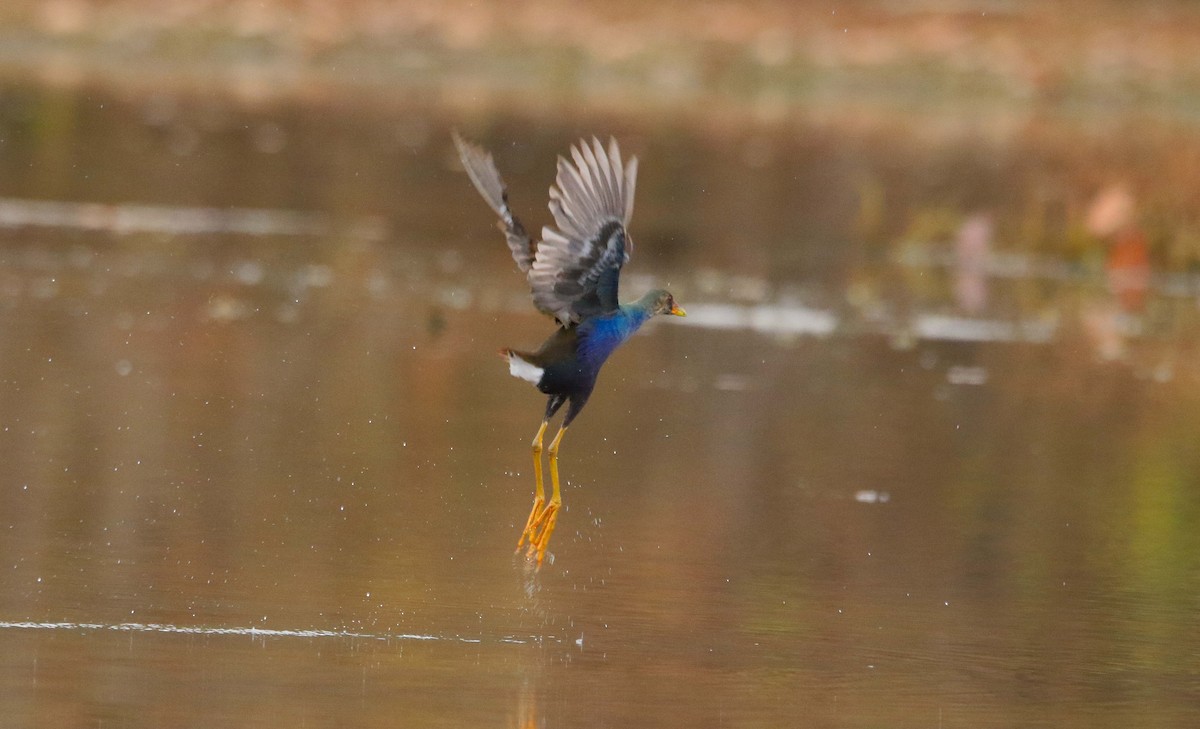Purple Gallinule - ML645709303