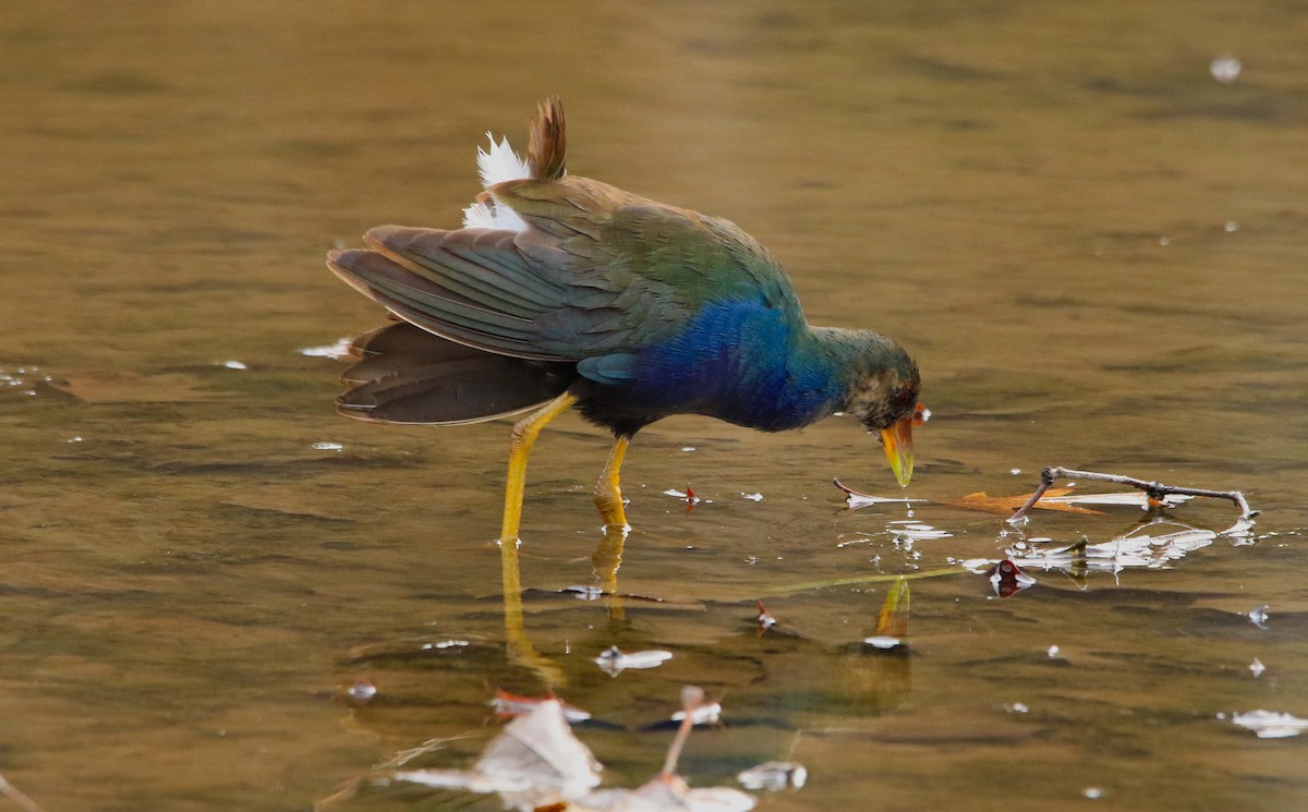 Purple Gallinule - ML645709304