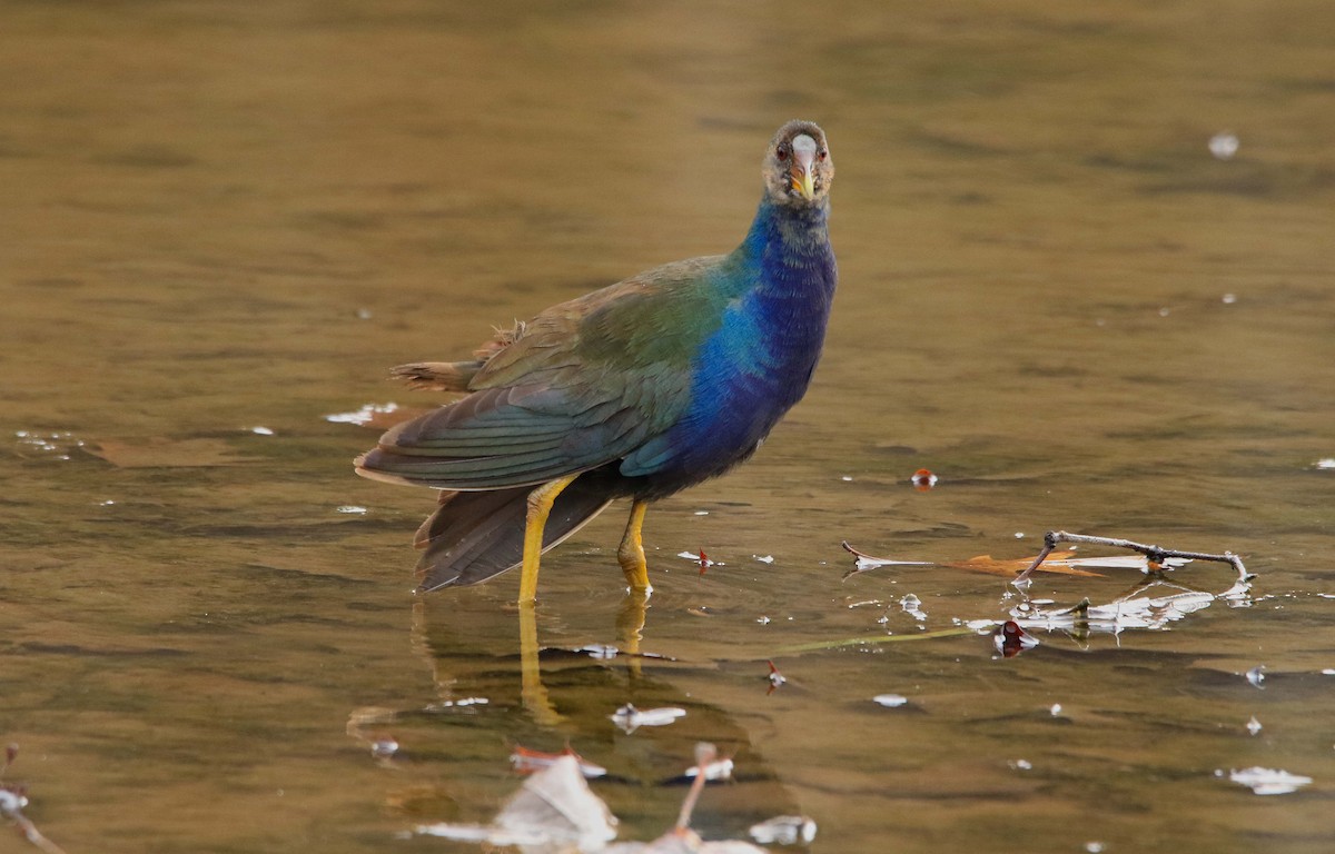 Purple Gallinule - ML645709305