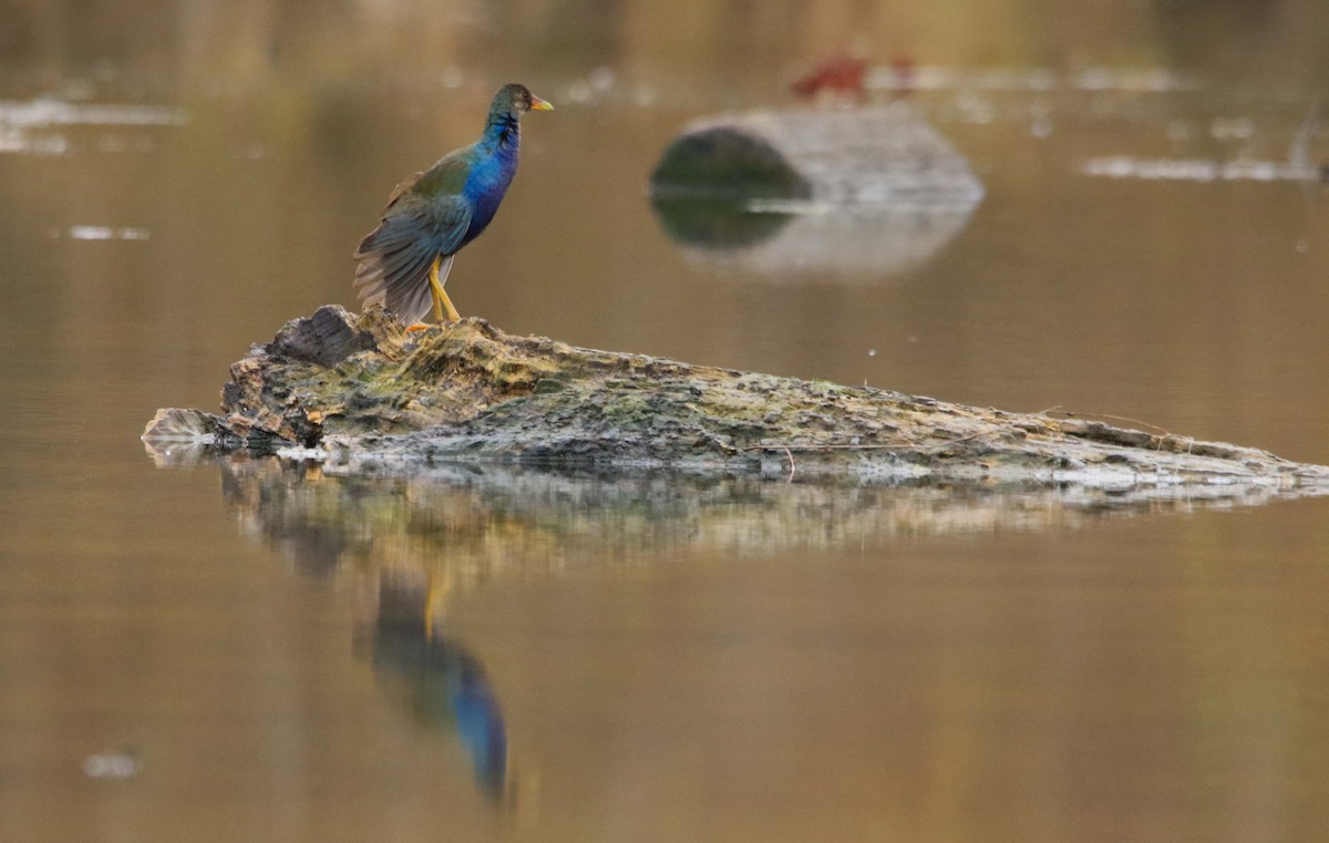 Purple Gallinule - ML645709306