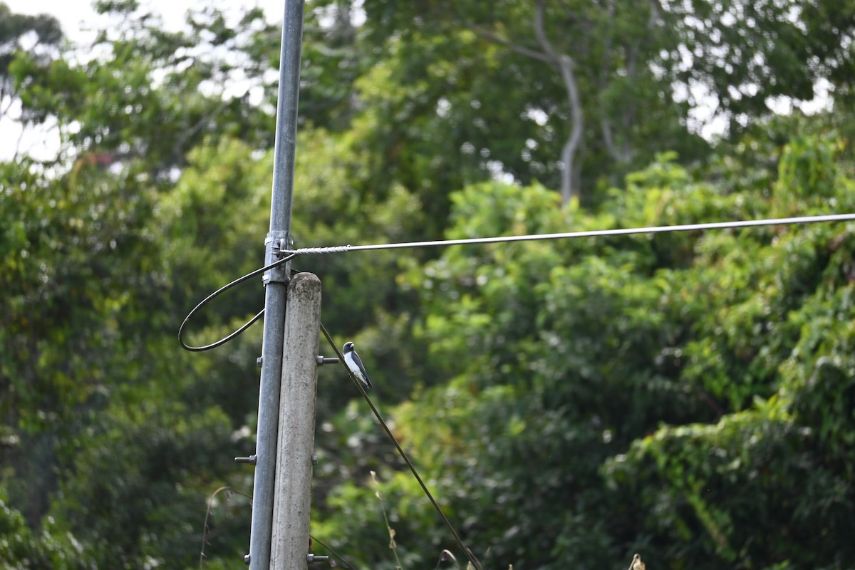 White-breasted Woodswallow - ML645709313