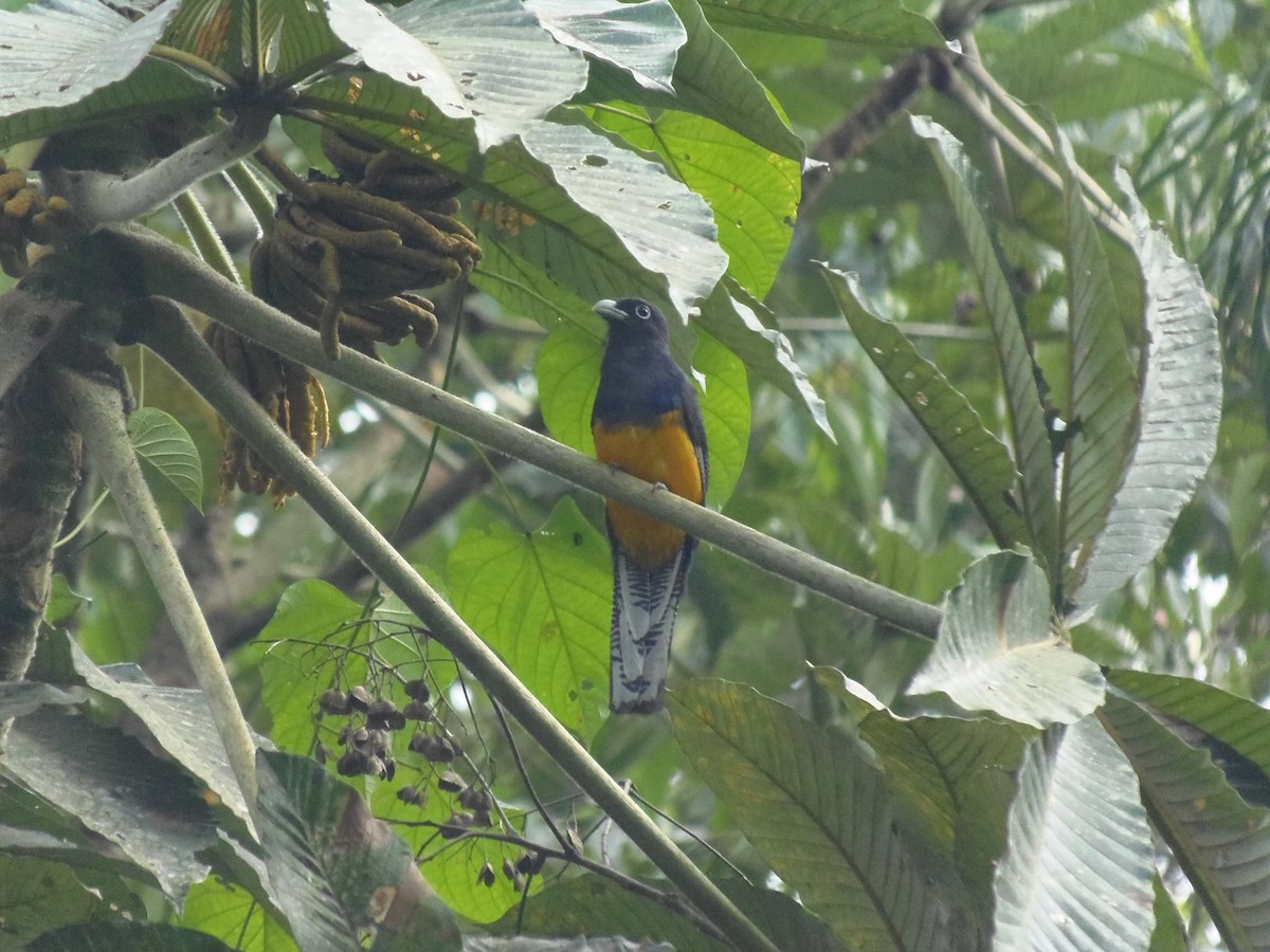 Gartered Violaceous Trogon - ML645709319