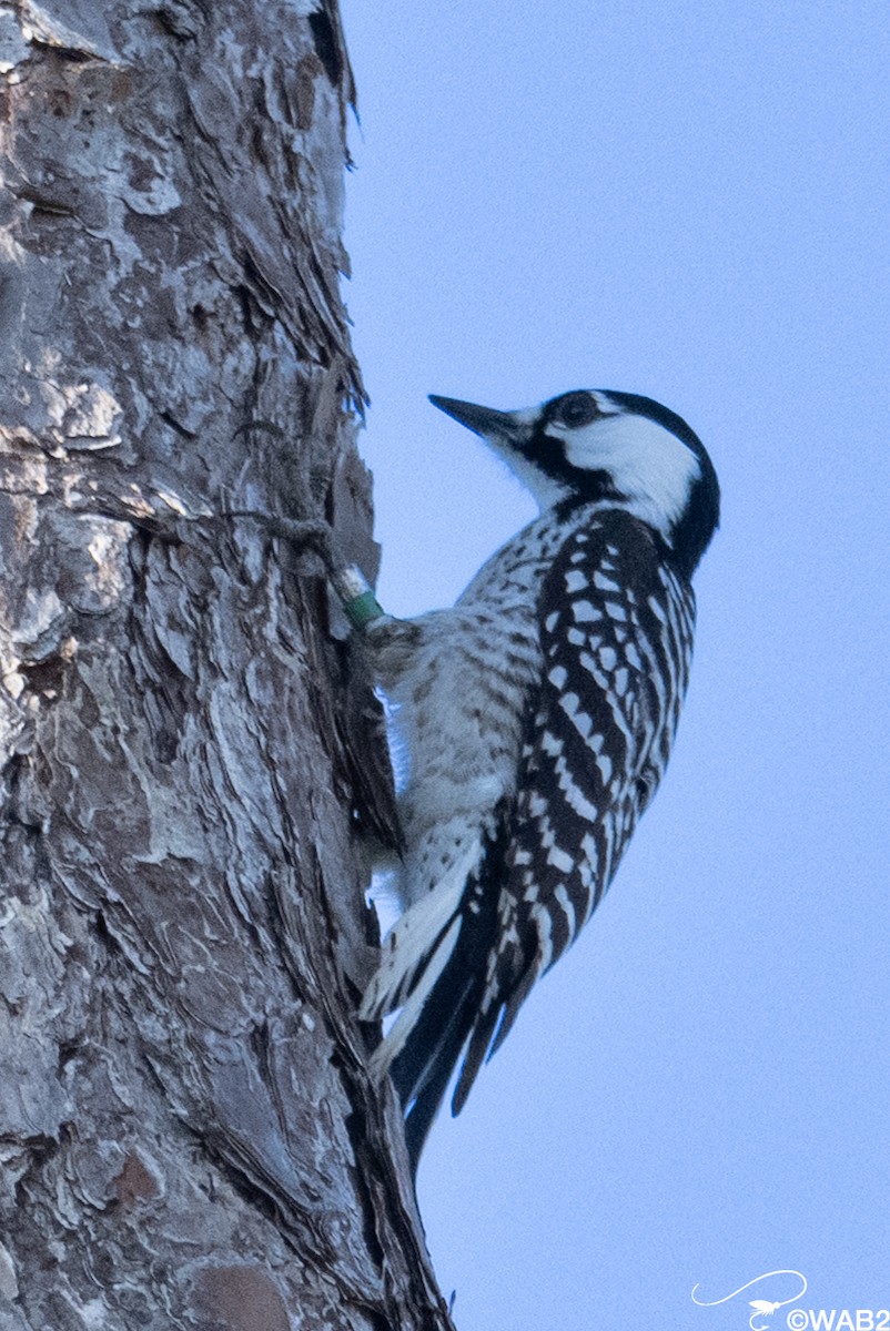 Ak Yanaklı Ağaçkakan - ML645709325