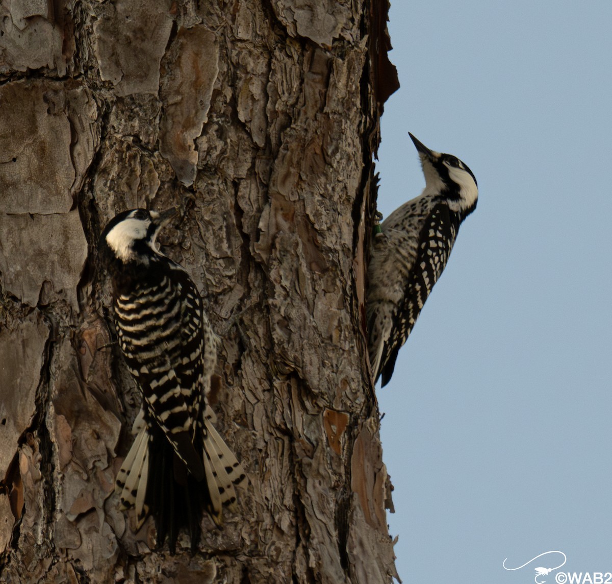 Ak Yanaklı Ağaçkakan - ML645709328