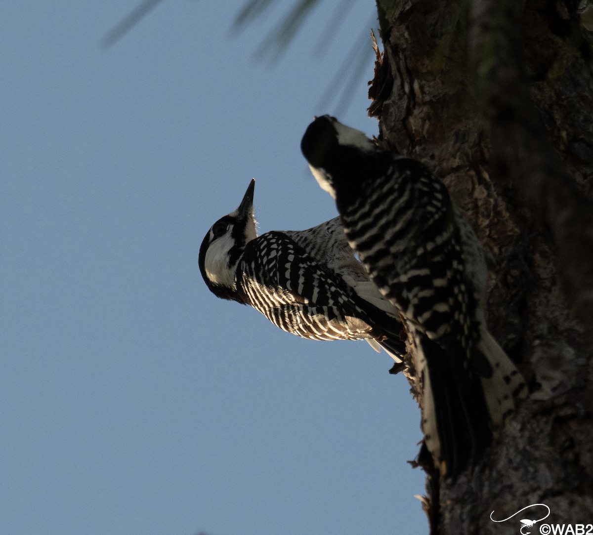 Ak Yanaklı Ağaçkakan - ML645709330