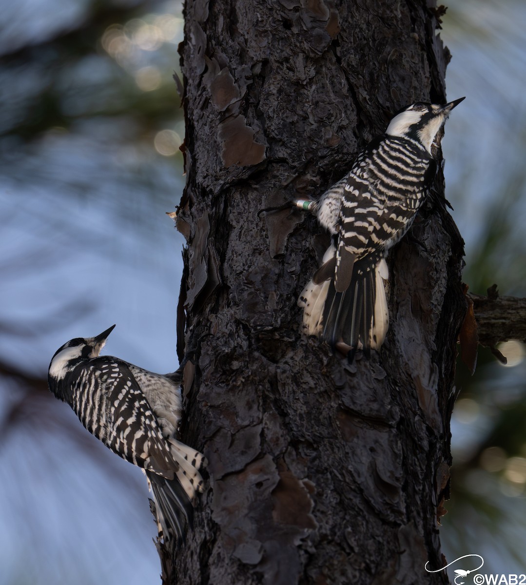 Ak Yanaklı Ağaçkakan - ML645709332