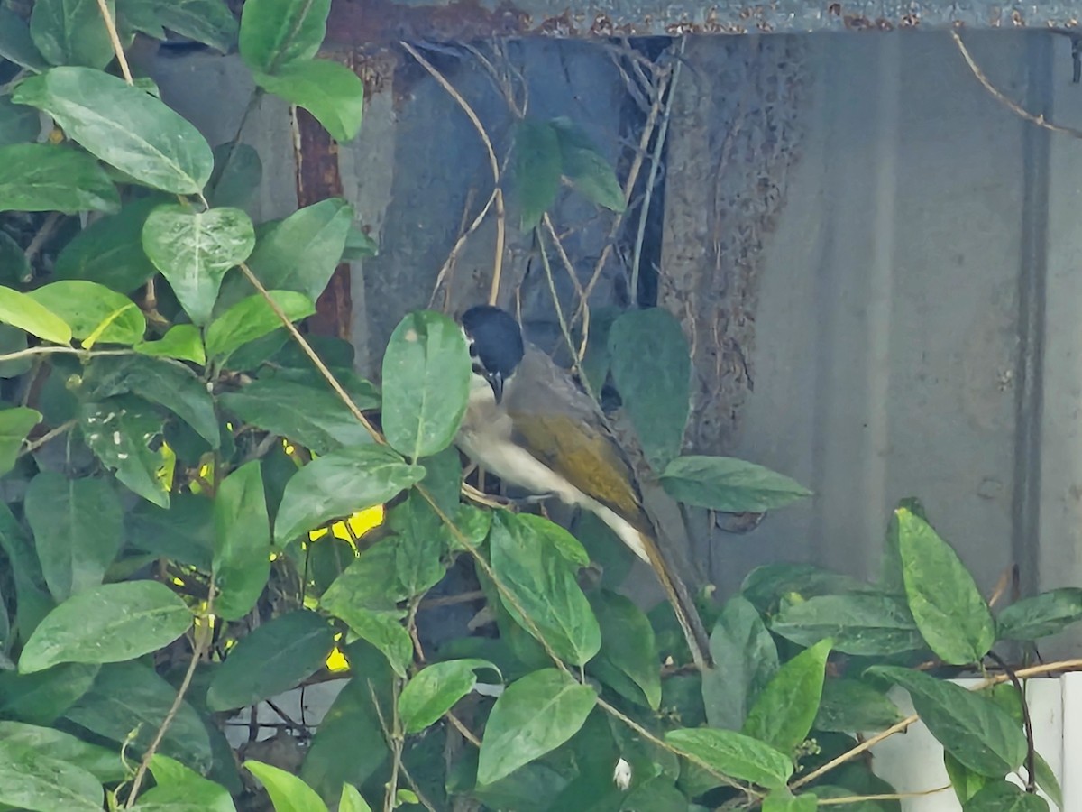 烏頭翁 - ML645709334