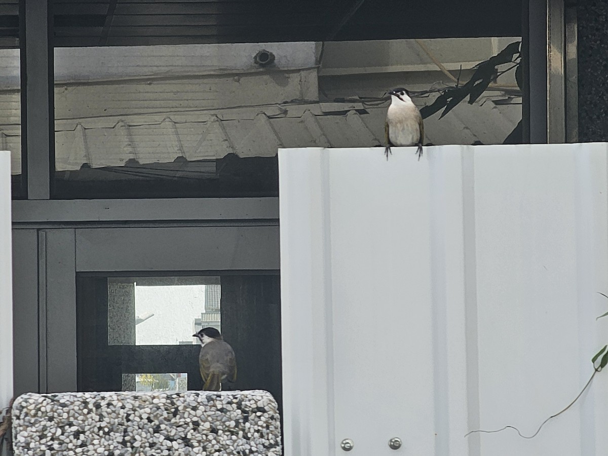 烏頭翁 - ML645709336