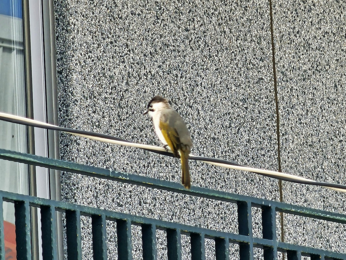 烏頭翁 - ML645709337