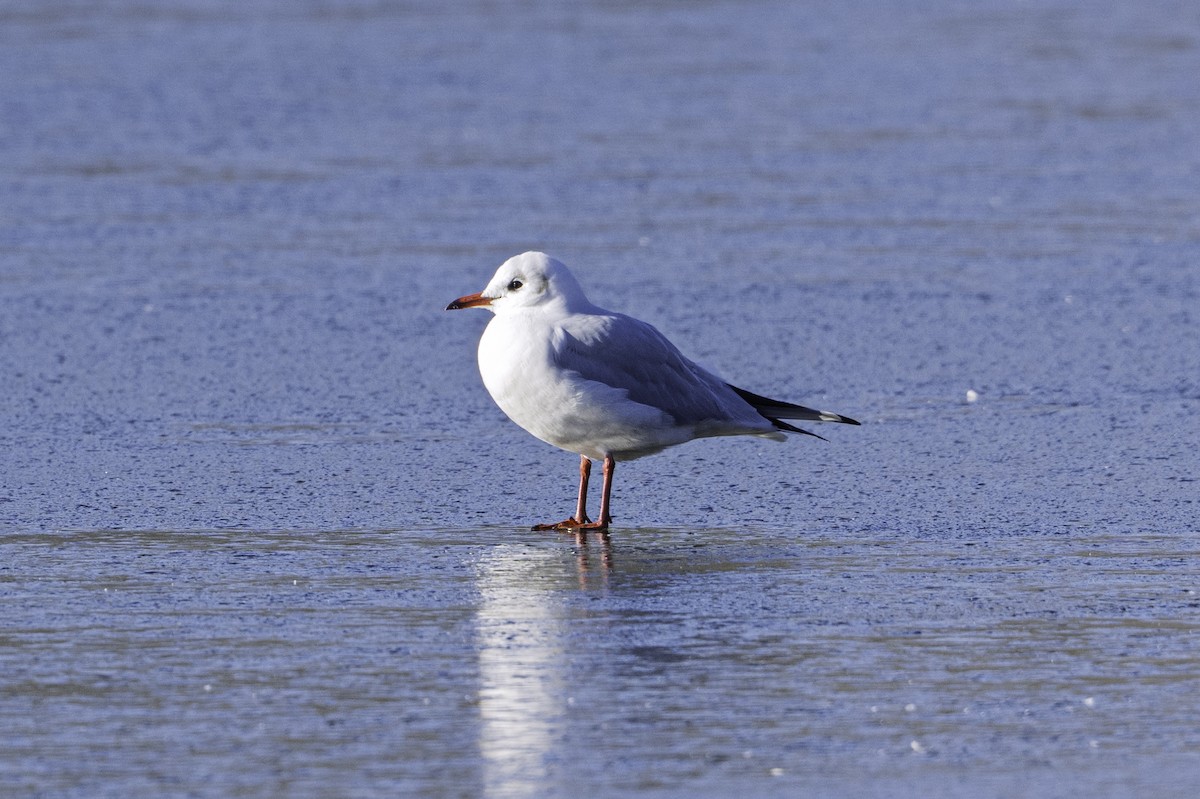 Black-headed Gull - ML645709356