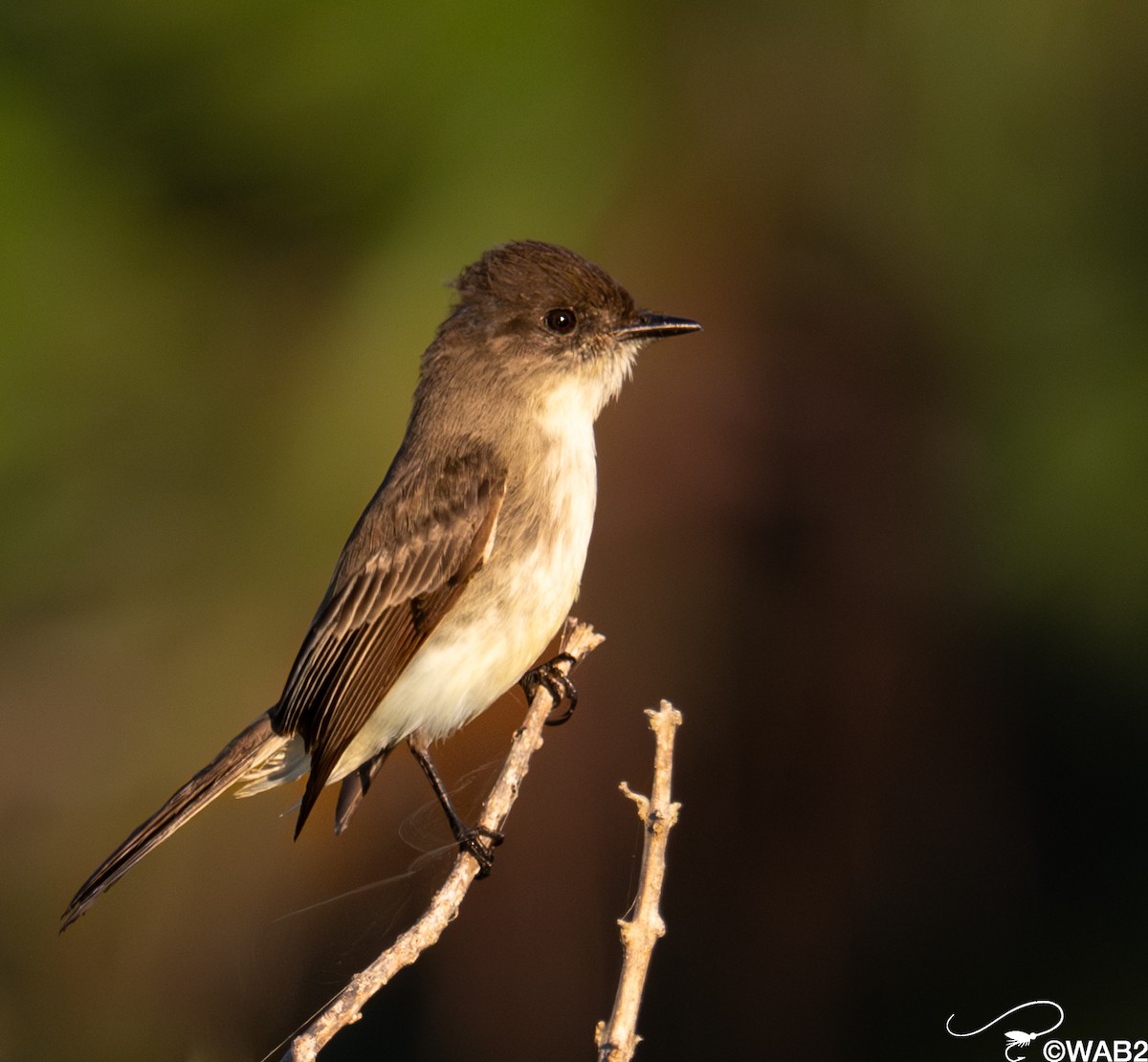 Ak Karınlı Fibi - ML645709358