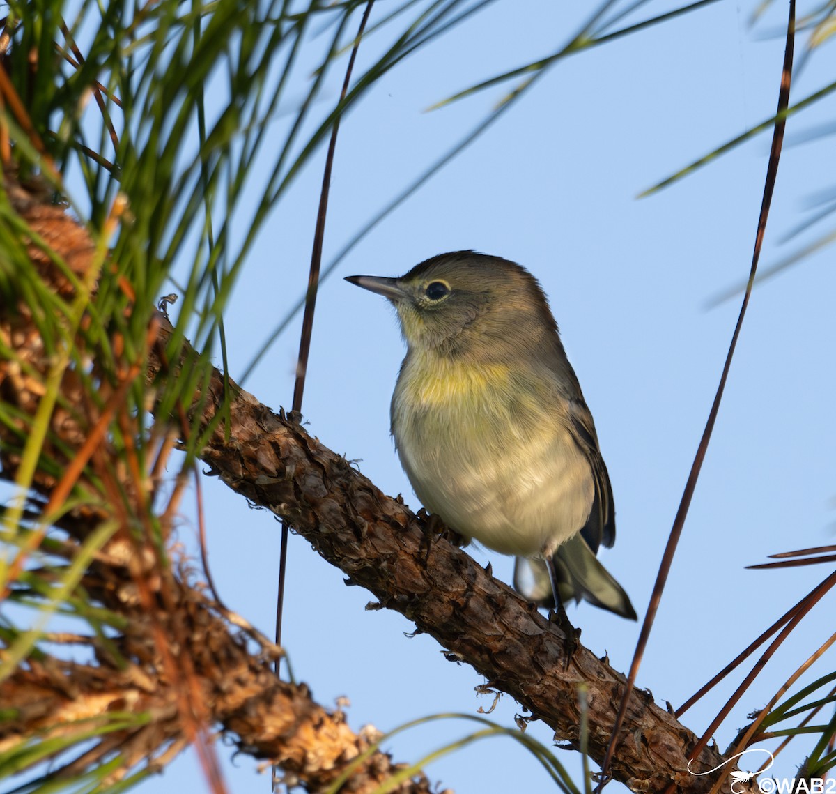 Pine Warbler - ML645709359