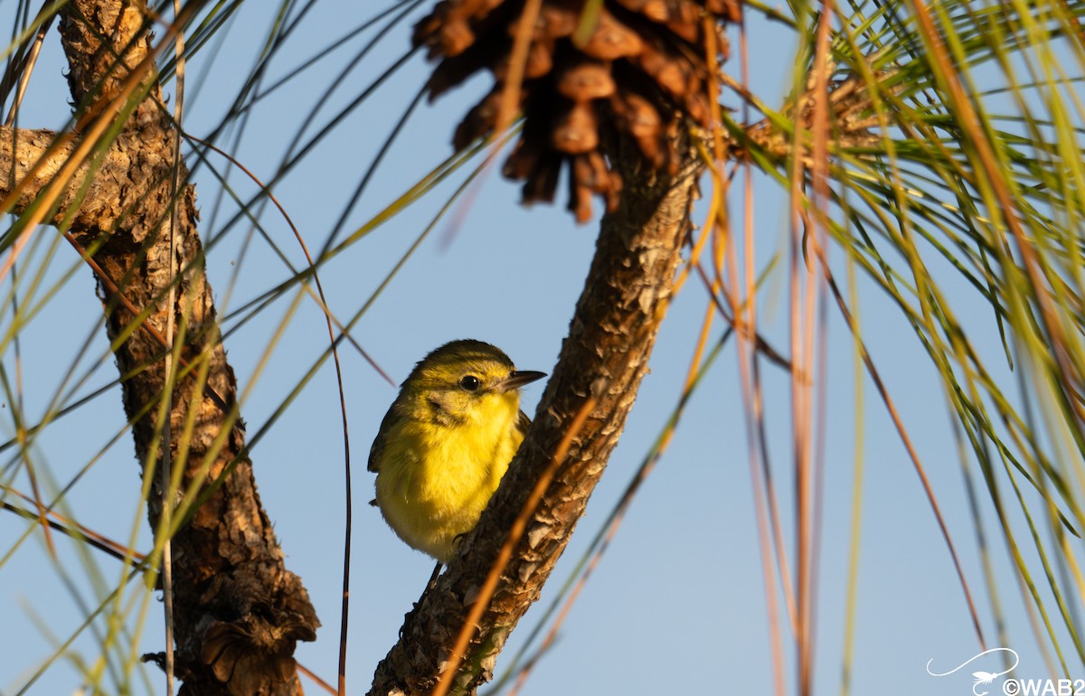 Pine Warbler - ML645709360