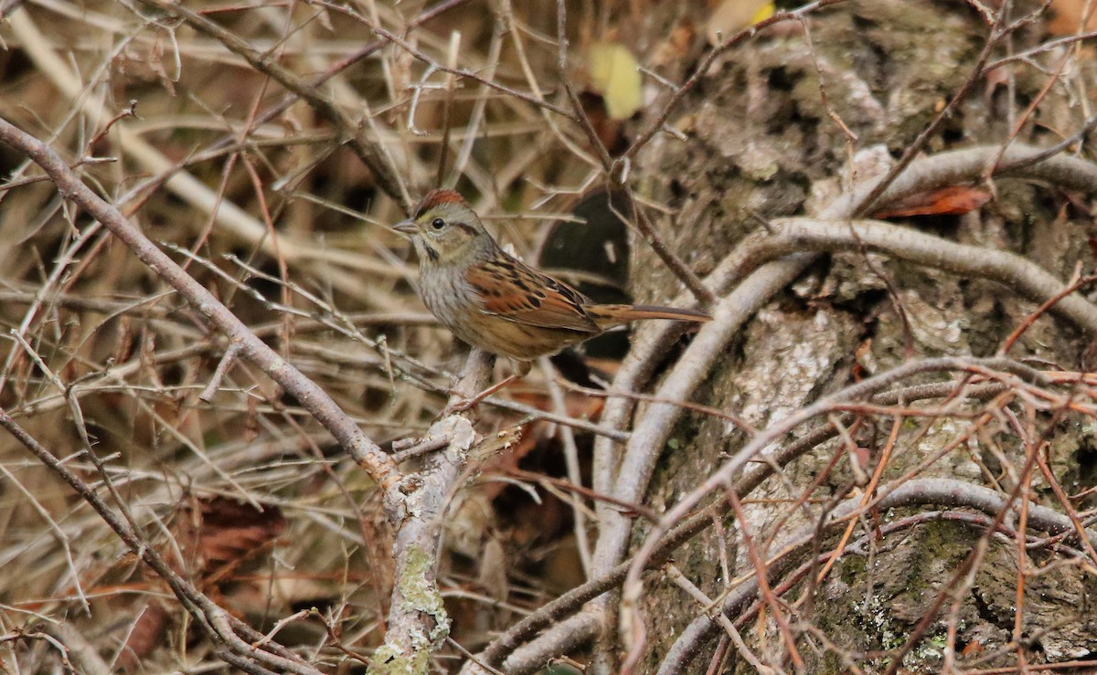 Swamp Sparrow - ML645709370