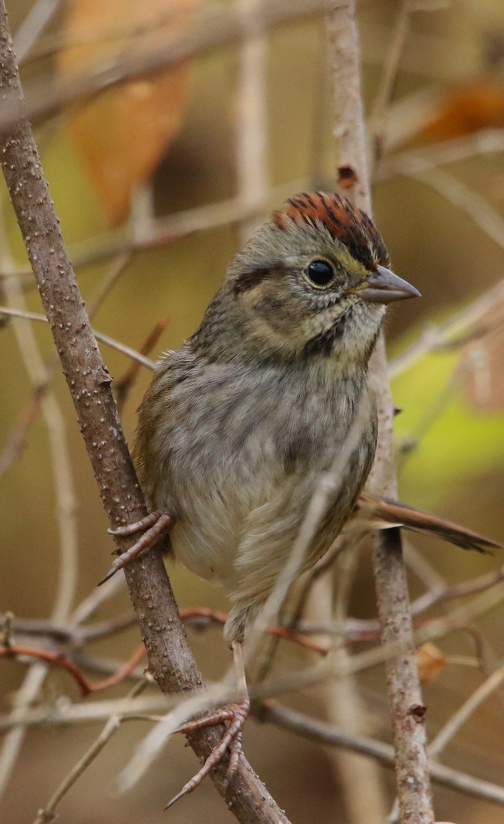 Swamp Sparrow - ML645709371