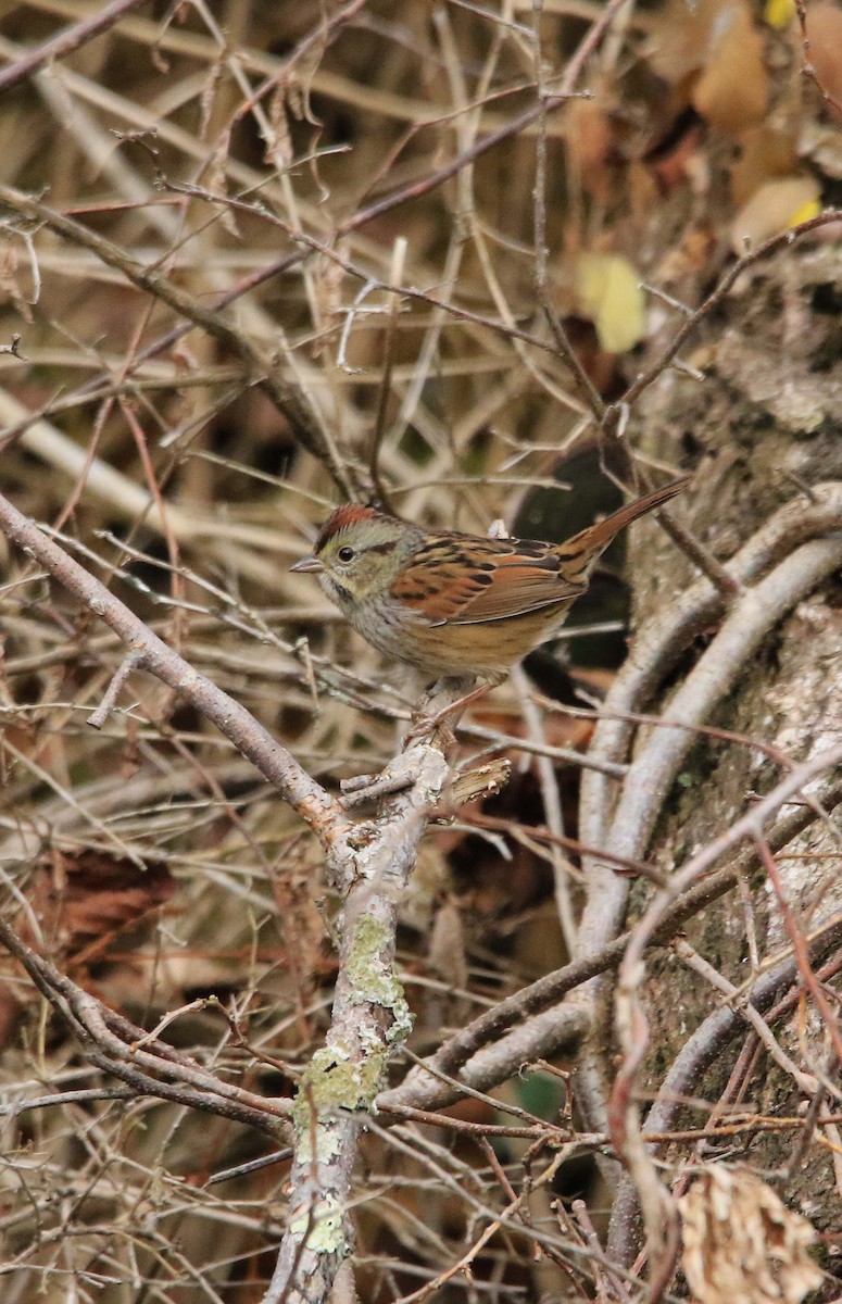 Swamp Sparrow - ML645709372