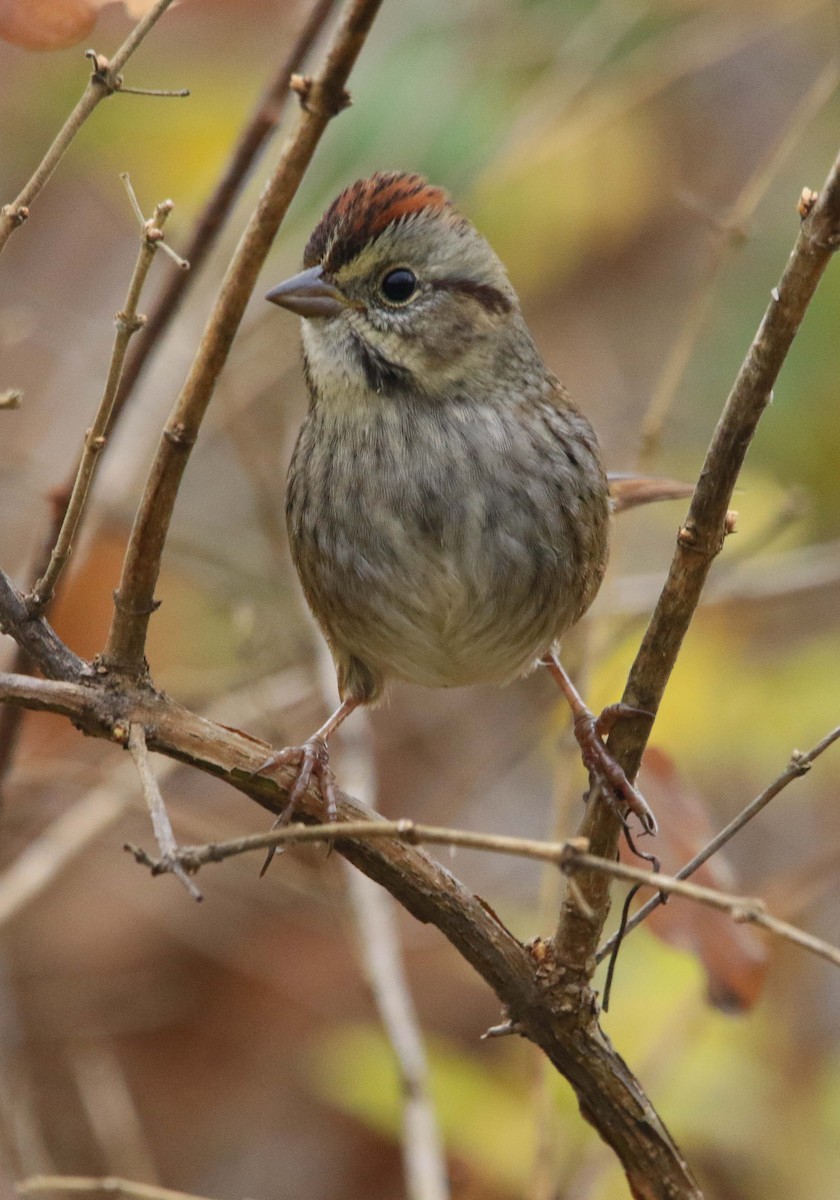 Swamp Sparrow - ML645709373