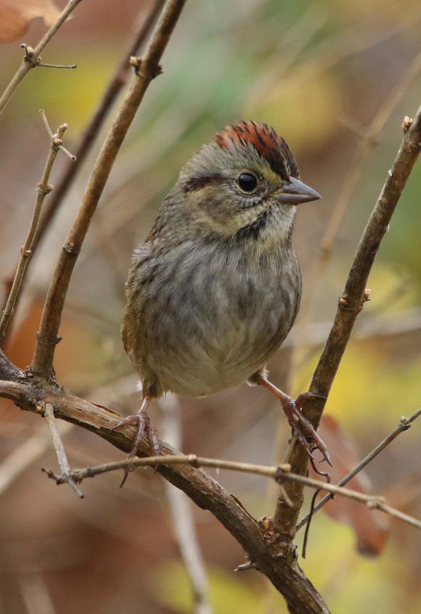 Swamp Sparrow - ML645709374