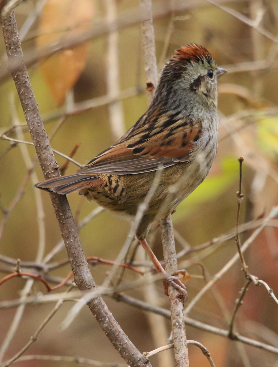 Swamp Sparrow - ML645709375