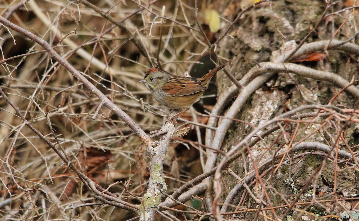 Swamp Sparrow - ML645709378