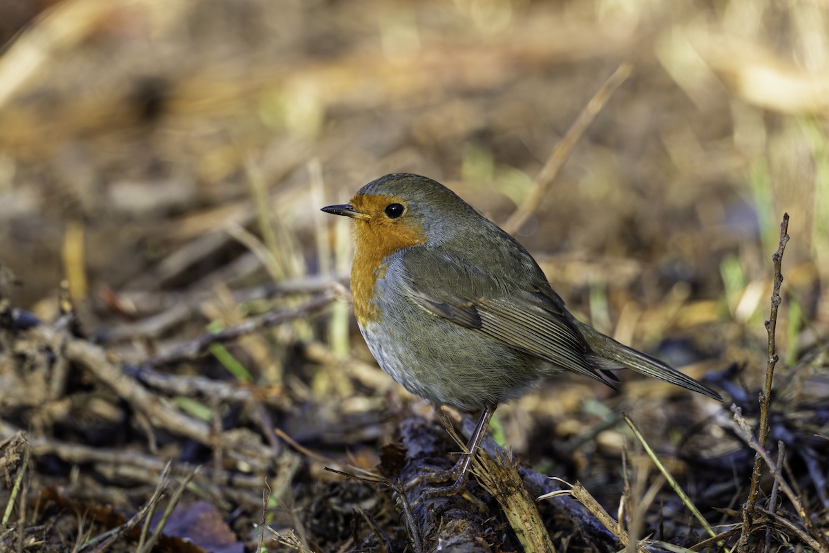 European Robin - ML645709380