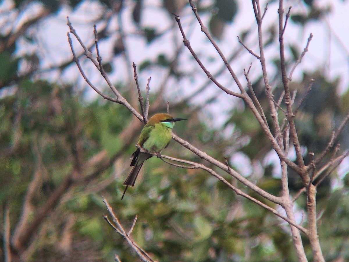 Asian Green Bee-eater - ML645709381
