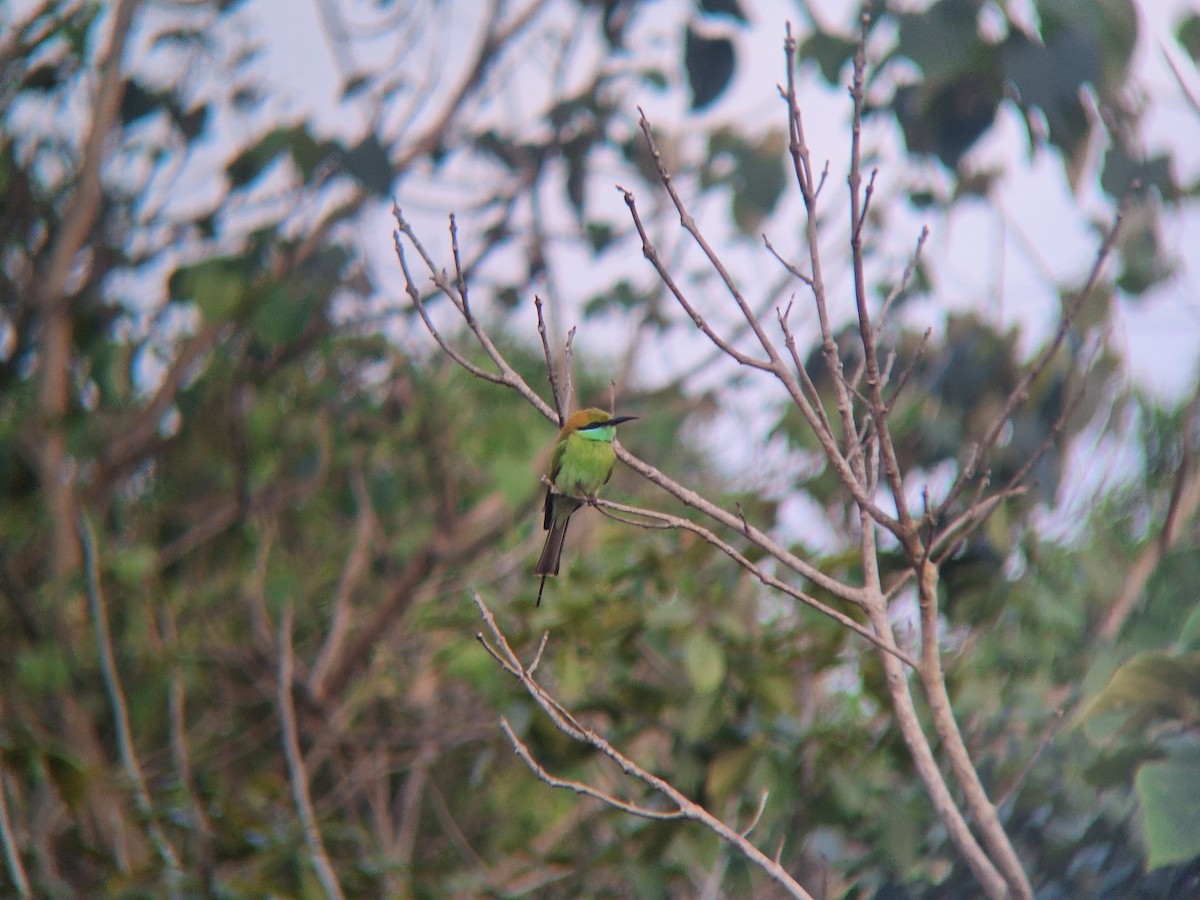 Asian Green Bee-eater - ML645709386
