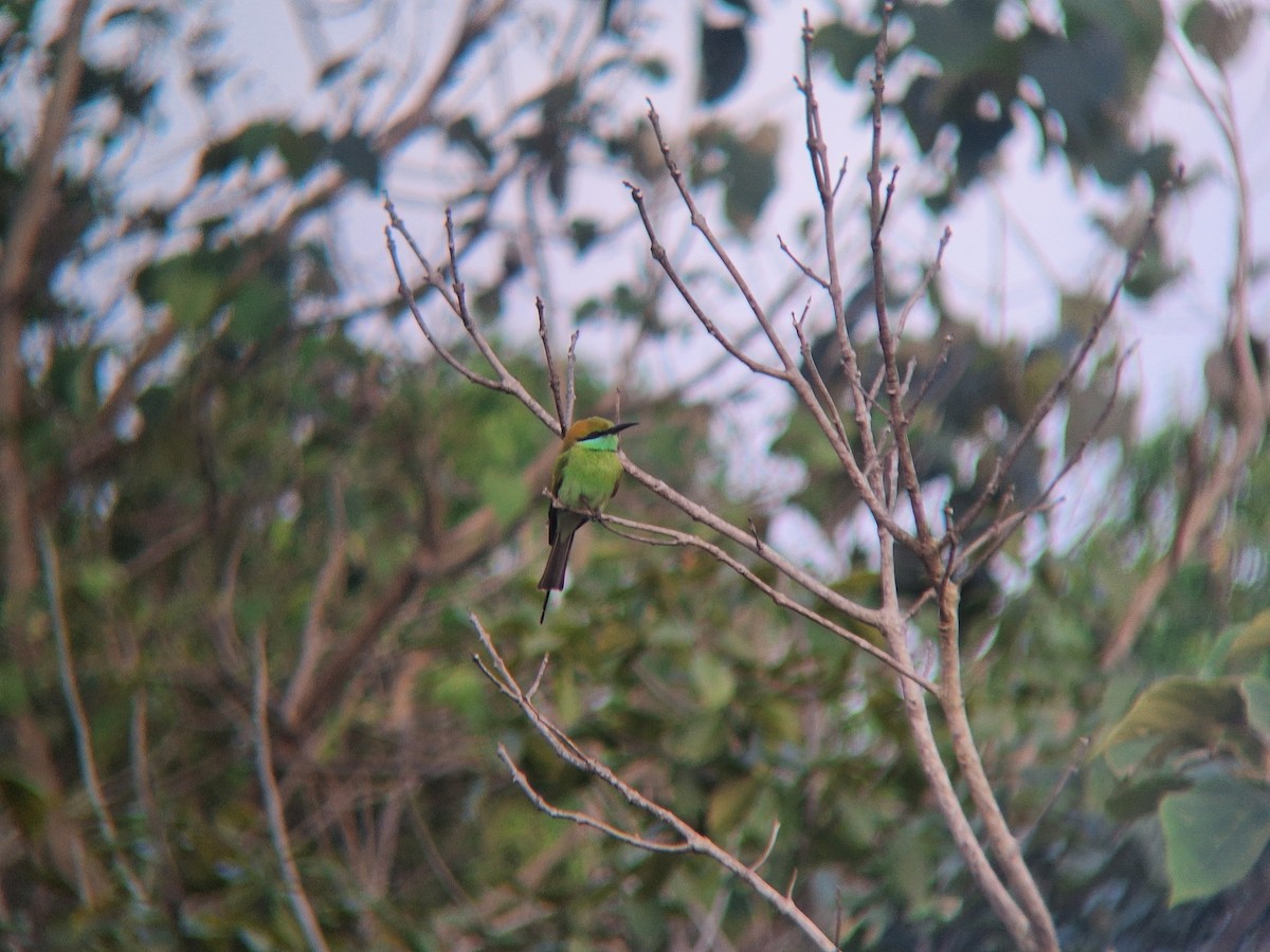 Asian Green Bee-eater - ML645709387