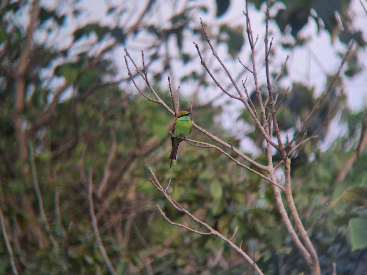 Asian Green Bee-eater - ML645709388