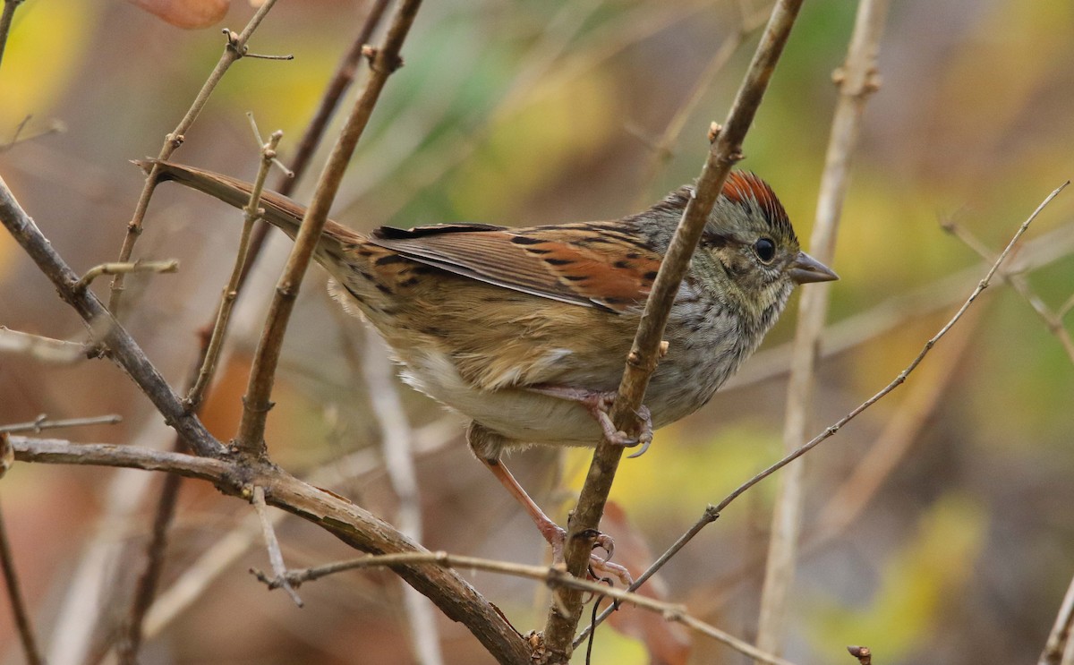 Swamp Sparrow - ML645709390