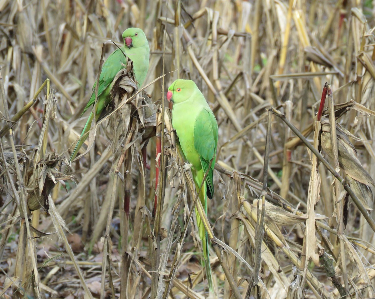 紅領綠鸚鵡 - ML645709392