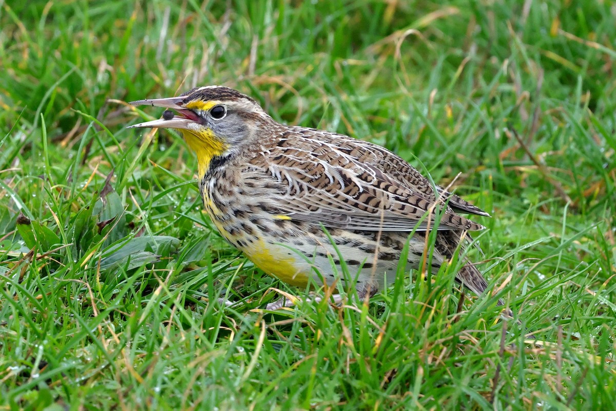 Western Meadowlark - ML645709393