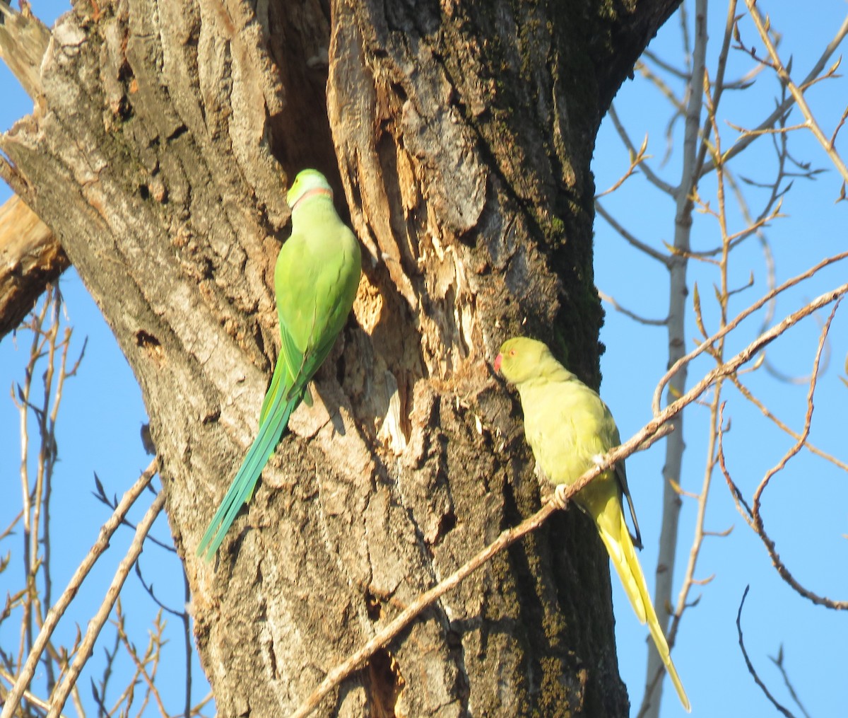 紅領綠鸚鵡 - ML645709394