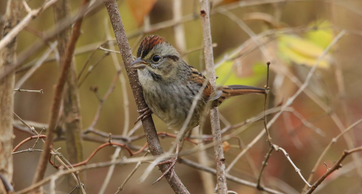 Swamp Sparrow - ML645709395