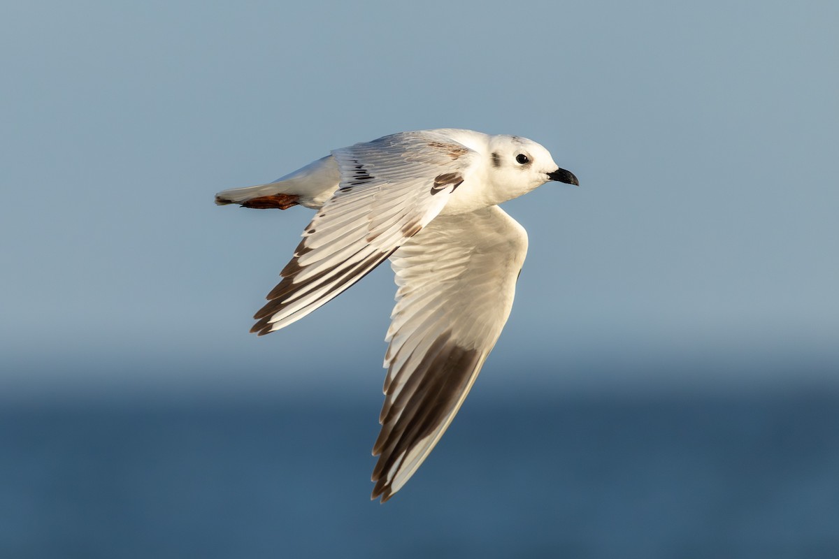Saunders's Gull - ML645709398