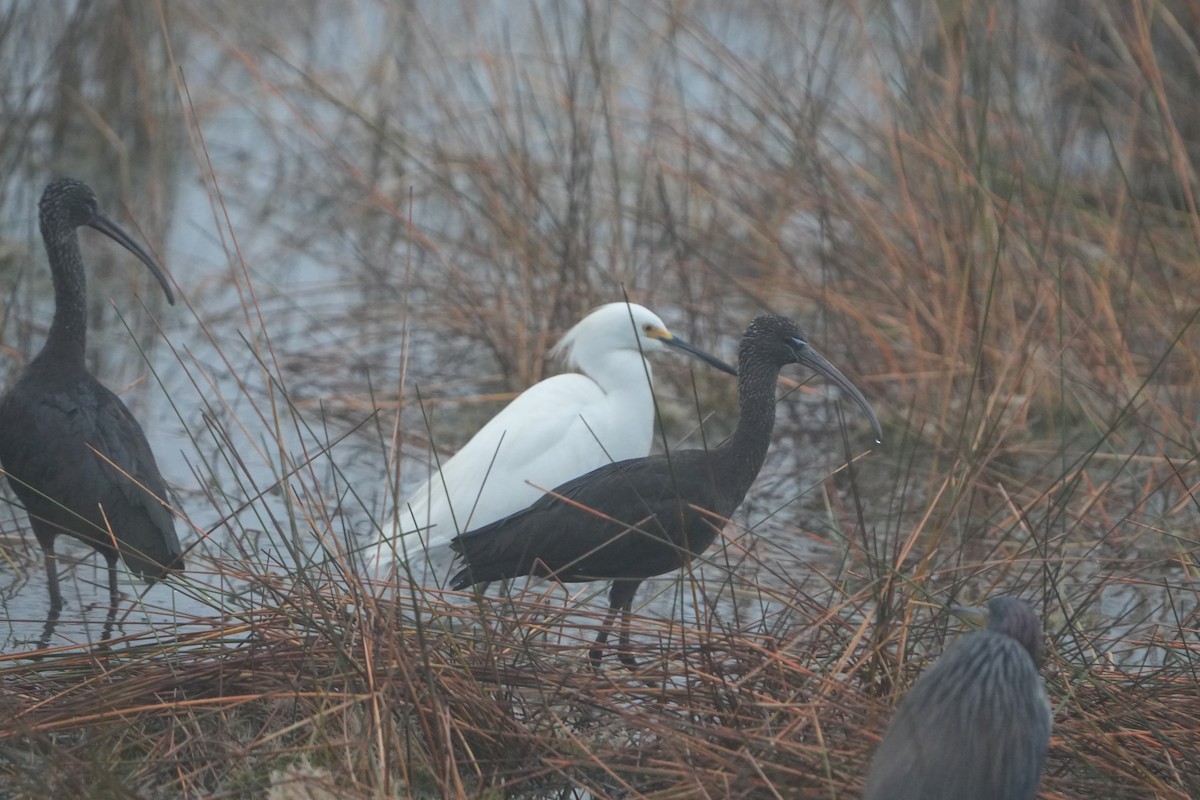 彩䴉 - ML645709400