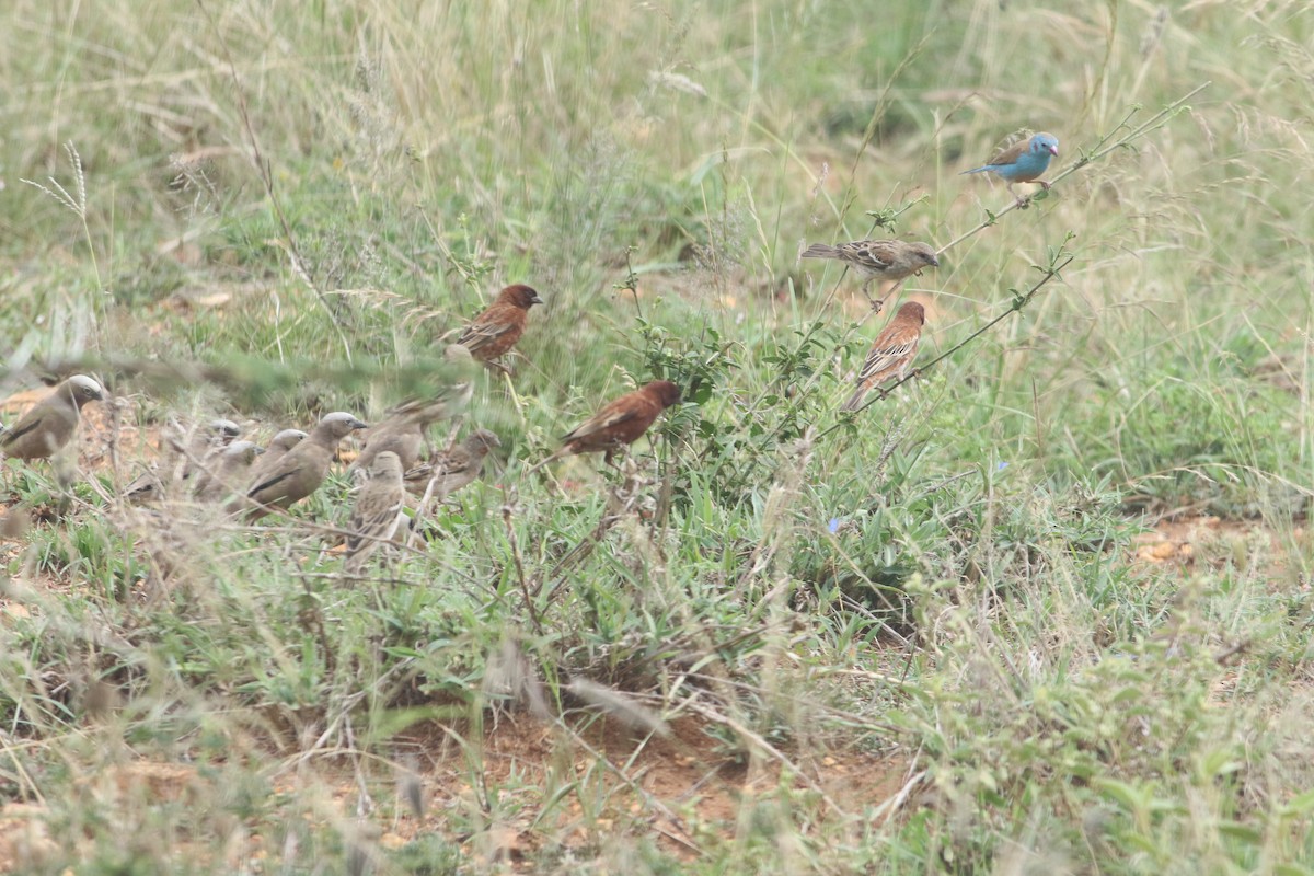 Chestnut Sparrow - ML645709401