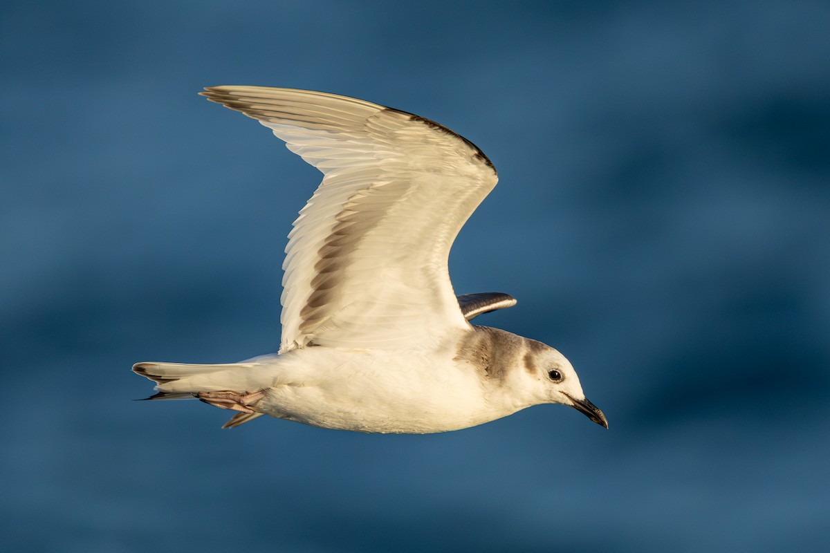 Sabine's Gull - ML645709402