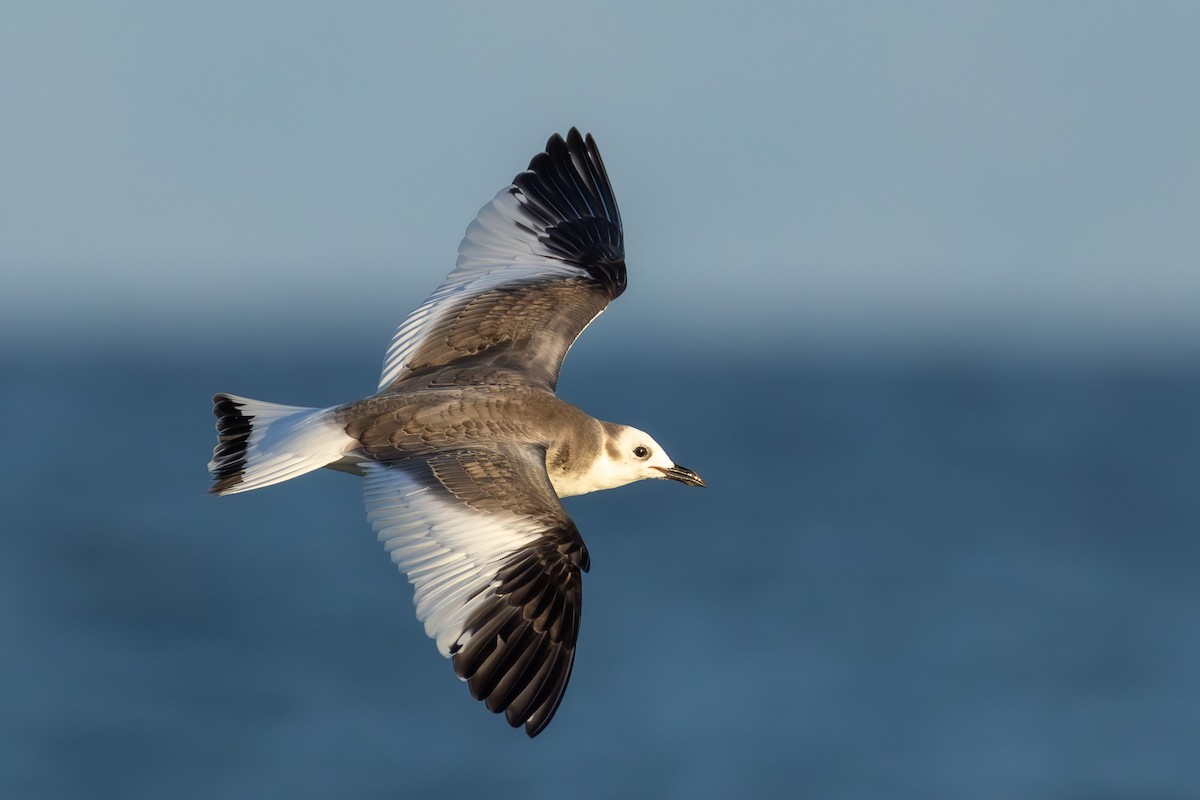Sabine's Gull - ML645709403