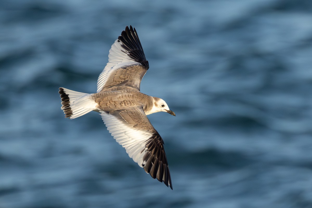Sabine's Gull - ML645709404