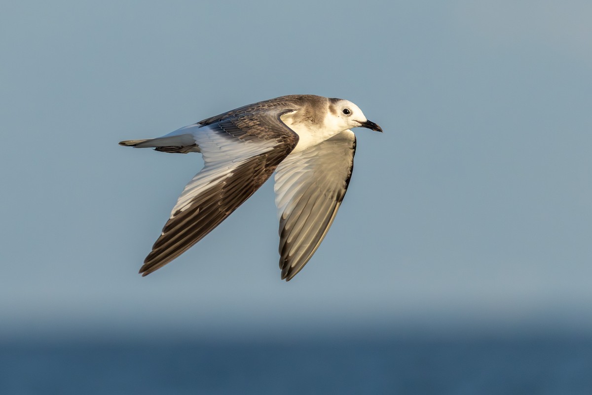 Sabine's Gull - ML645709405