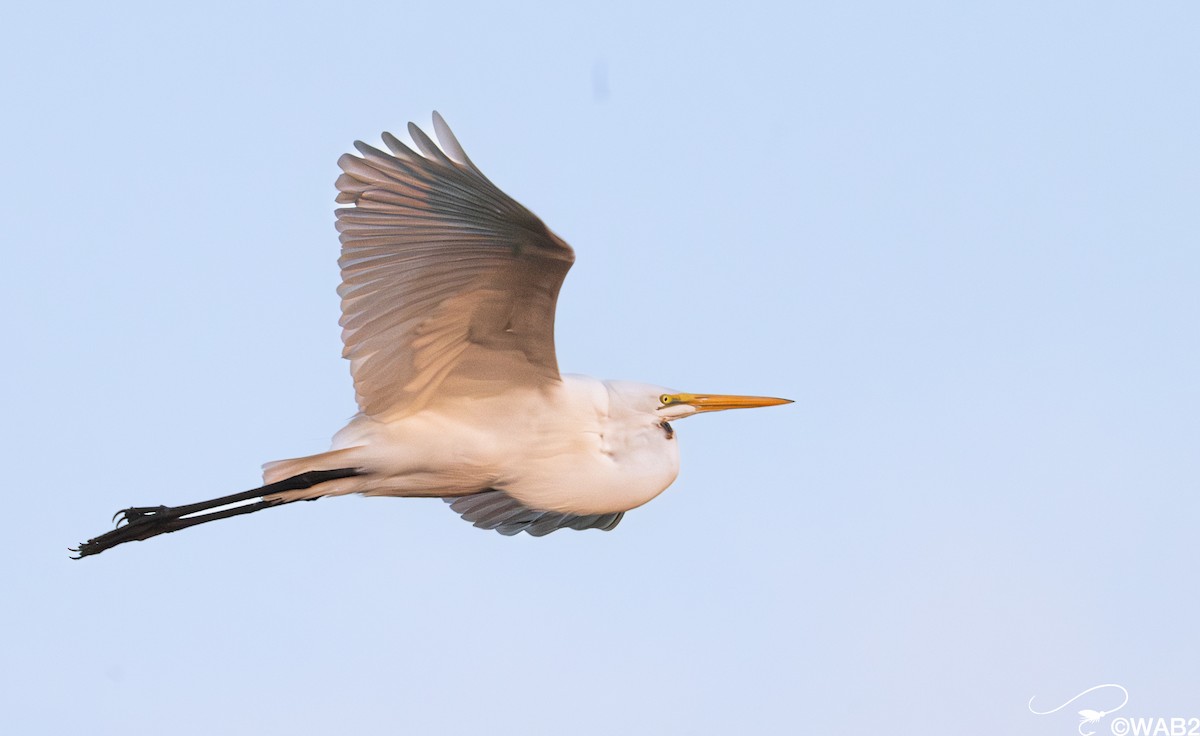 Büyük Ak Balıkçıl - ML645709410